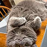 animal, cat, close_up, curled_paws, cute, domestic_cat, fangs, feline, fur, gray_cat, indoor, kitchen, pet, playful, relaxed, table_mat, upside_down, whiskers, wooden_table, yellow_eyes