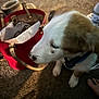 Tiva joined the competition — help win amazing prizes! puppy, dog, red_bag, papers, carpet, floor, indoor, foot, pet, curious, white_fur, brown_fur, collar, canine, domestic_animal, young_dog, side_view, shadow, soft_light, household