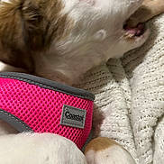 Tiva joined the competition — help win amazing prizes! dog, pet, white_fur, brown_fur, close_up, harness, pink_harness, bone, chewing, blanket, knitted_blanket, cozy, indoor, animal, playful, lying_down, cute, fur, resting, canine