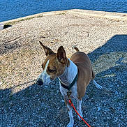 Costa is registered to the contest to win money with this photo: animal, brown, collar, dog, ears, grass, ground, lake, leash, nature, outdoor, pet, rocks, shadow, sky, sunlight, tail, trees, water, white