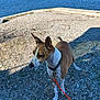 animal, brown, collar, dog, ears, grass, ground, lake, leash, nature, outdoor, pet, rocks, shadow, sky, sunlight, tail, trees, water, white