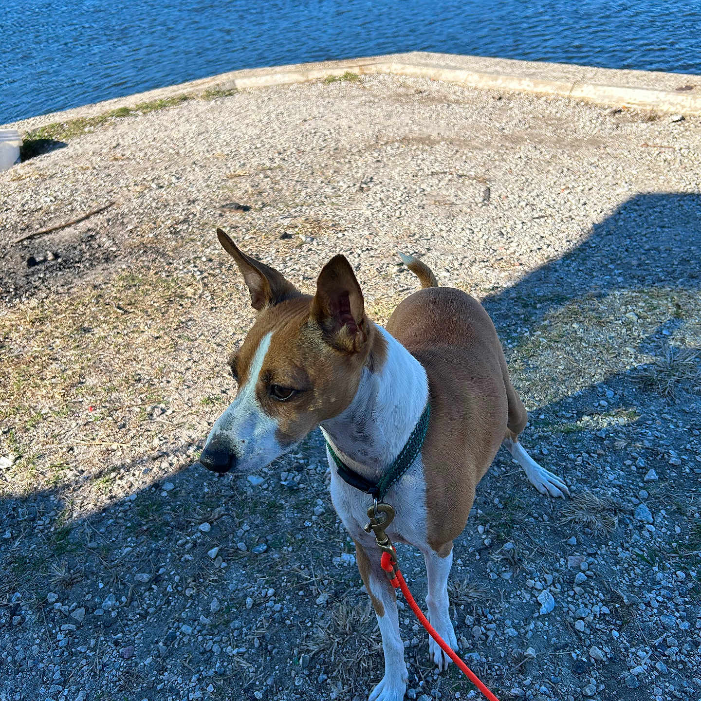 Costa is registered to the contest to win money with this photo: animal, brown, collar, dog, ears, grass, ground, lake, leash, nature, outdoor, pet, rocks, shadow, sky, sunlight, tail, trees, water, white