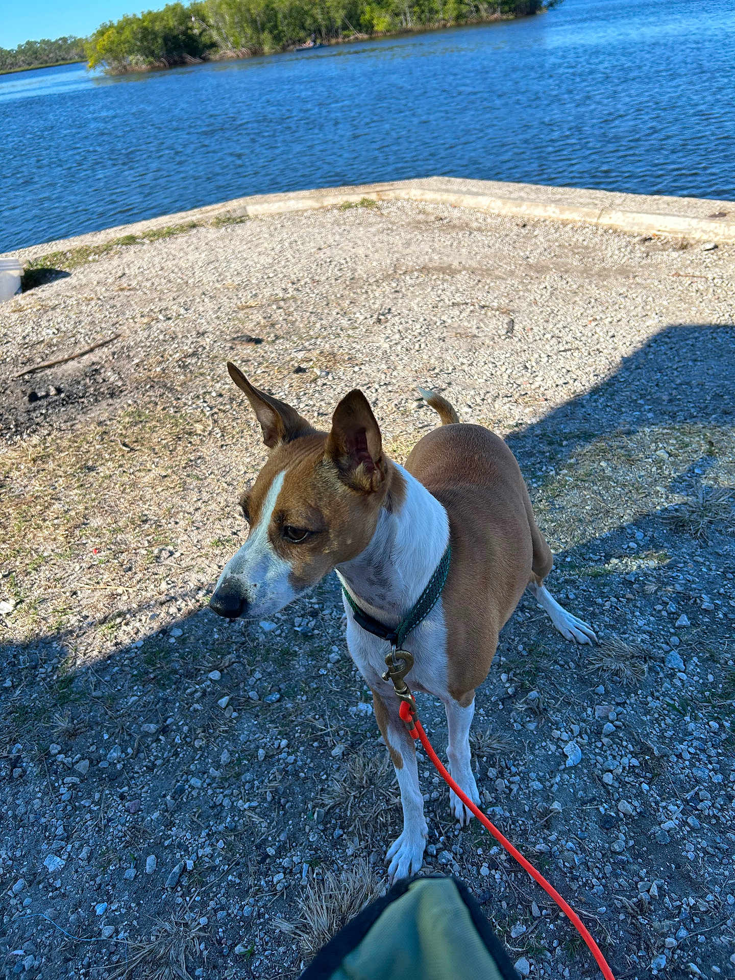 Costa is registered to the contest to win money with this photo: animal, brown, collar, dog, ears, grass, ground, lake, leash, nature, outdoor, pet, rocks, shadow, sky, sunlight, tail, trees, water, white