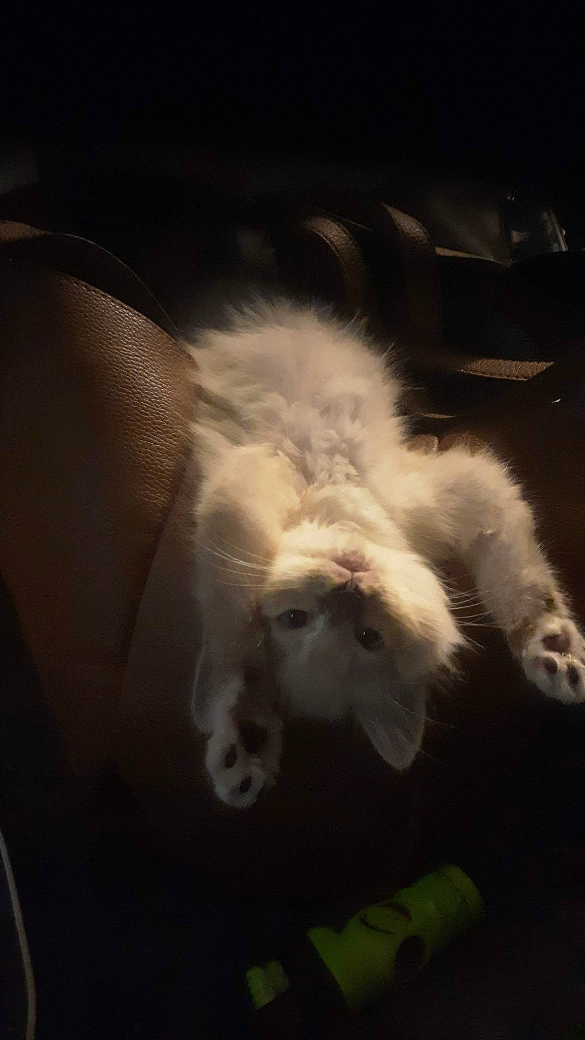 Cutie is registered to the contest to win money with this photo: canidae, carnivore, claw, cloud, companion_dog, darkness, dog, dog_breed, feather, felidae, fur, paw, small_to_medium_sized_cats, smoke, sporting_group, tail, terrier, toy_dog, whiskers, wing