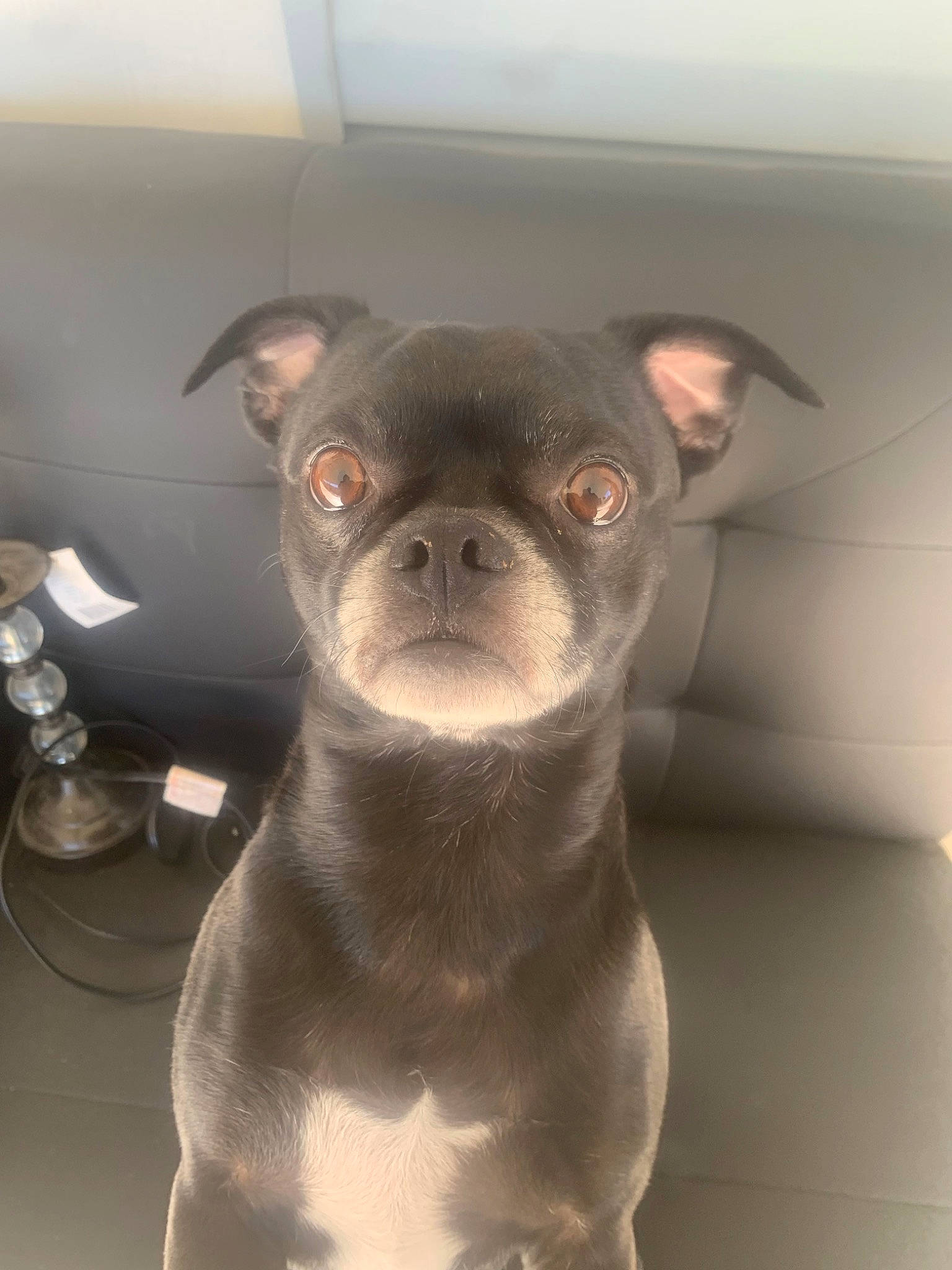 Tux is registered to the contest to win money with this photo: bulldog, canidae, carnivore, companion_dog, dog, dog_breed, ear, fawn, fur, head, non_sporting_group, pug, puppy, snout, sporting_group, terrestrial_animal, toy_dog, whiskers, working_animal, wrinkle