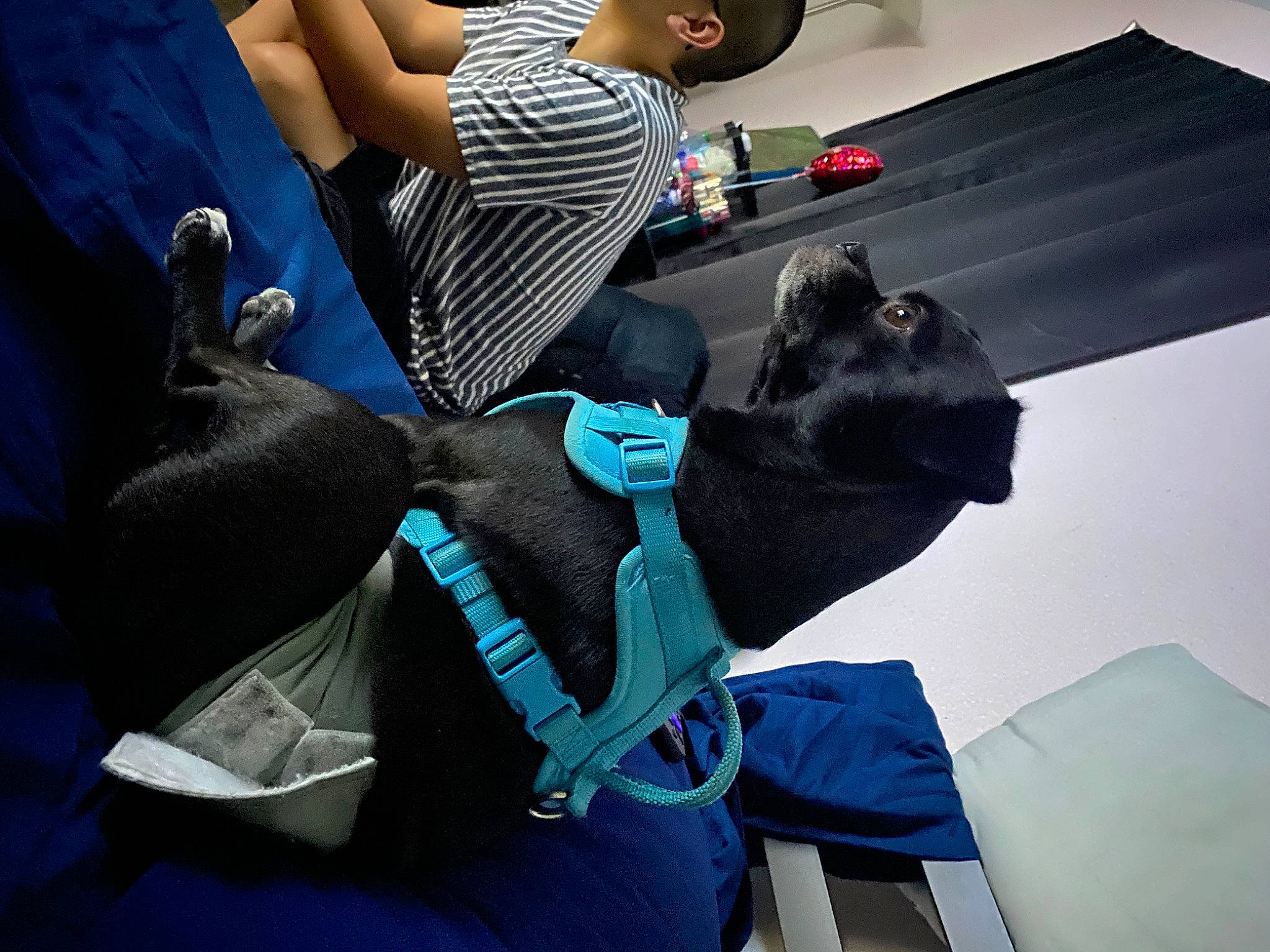 Tux is registered to the contest to win money with this photo: automotive_design, bag, comfort, electric_blue, eyewear, fashion_accessory, human_leg, leisure, luggage_and_bags, personal_protective_equipment, room, sitting, sportswear, t_shirt, thigh, tie