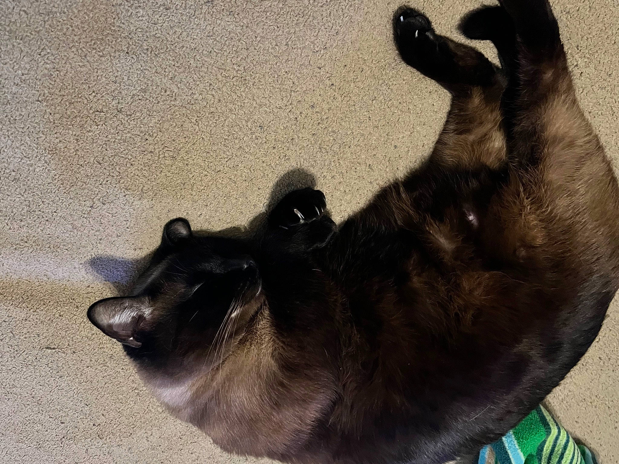 Sheba is registered to the contest to win money with this photo: black_cat, canidae, carnivore, cat, comfort, companion_dog, dog_breed, fawn, felidae, fur, grey, non_sporting_group, paw, small_to_medium_sized_cats, snout, sporting_group, tail, terrestrial_animal, whiskers, working_animal