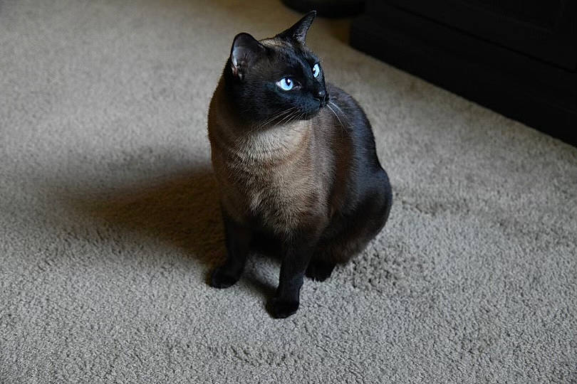 Sheba joined the competition — help win amazing prizes! black_cat, bombay, carnivore, cat, domestic_short_haired_cat, felidae, flooring, fur, grey, havana_brown, siamese, small_to_medium_sized_cats, snout, tail, thai, tonkinese, whiskers