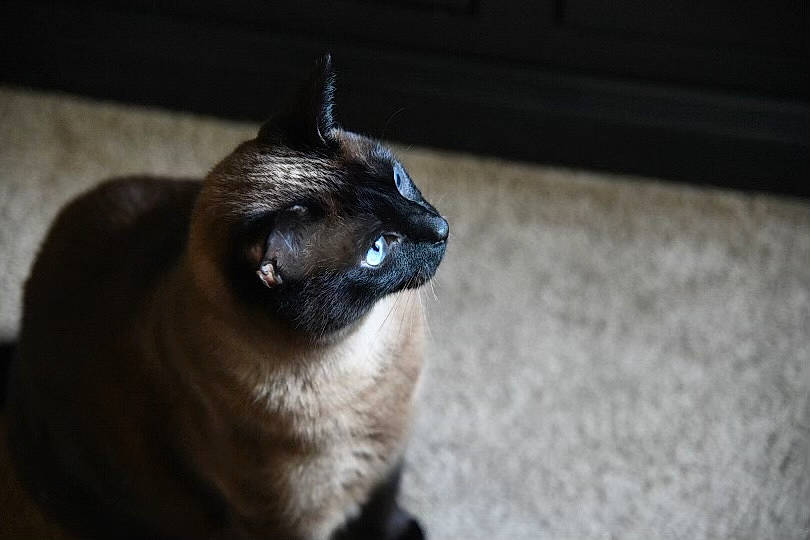 Sheba joined the competition — help win amazing prizes! balinese, carnivore, cat, darkness, domestic_short_haired_cat, felidae, fur, grey, mammal, monochrome_photography, siamese, small_to_medium_sized_cats, snout, tail, whiskers, wood