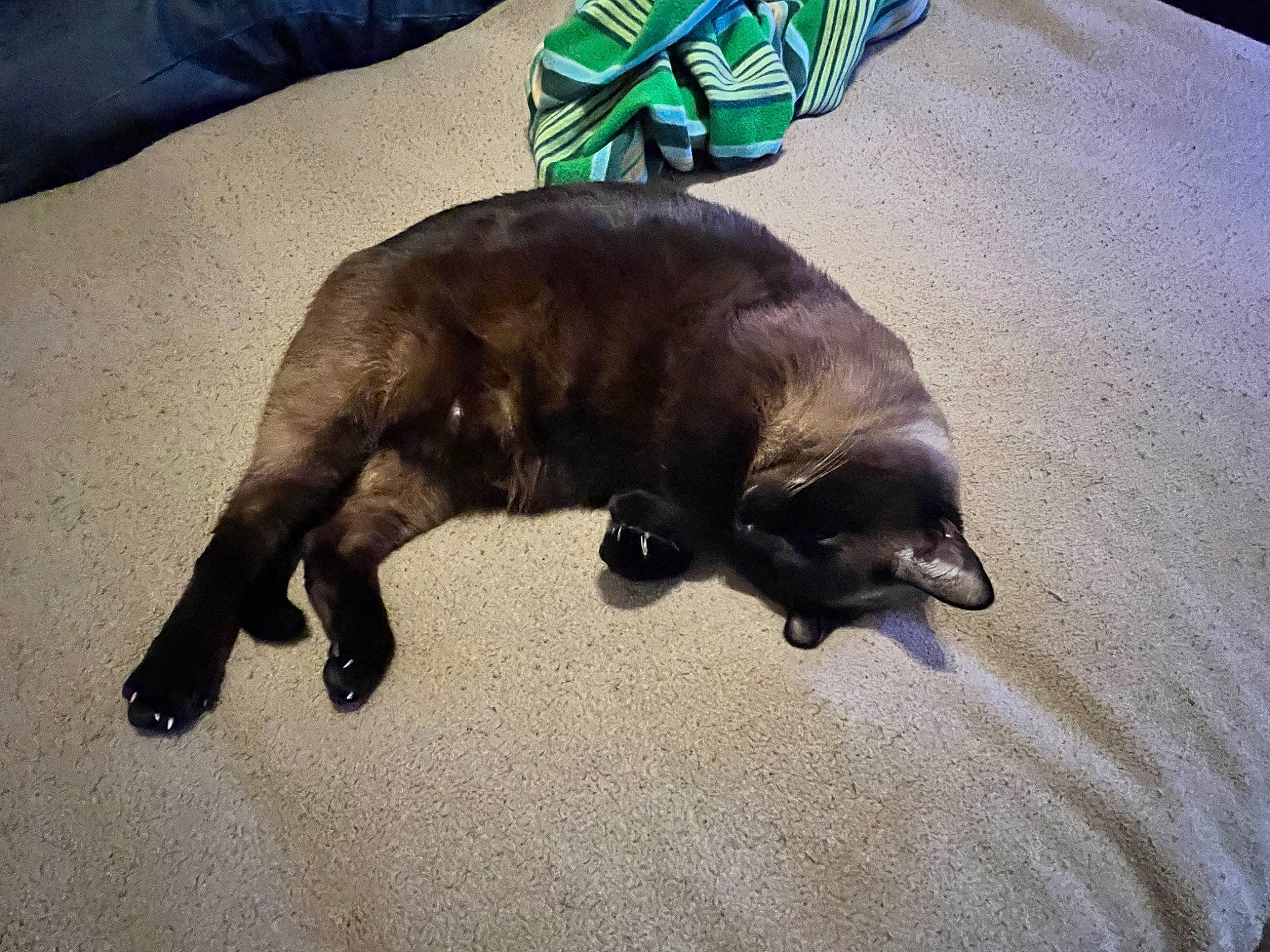 Sheba joined the competition — help win amazing prizes! black_cat, brown, canidae, carnivore, cat, claw, comfort, companion_dog, dog_breed, fawn, felidae, flooring, fur, liver, small_to_medium_sized_cats, snout, sporting_group, tail, whiskers, working_animal