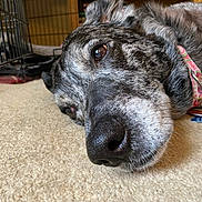 Holly joined the competition — help win amazing prizes! dog, close_up, indoor, carpet, resting, crate, pet, canine, collar, fur, snout, brown, black, white, animal, relaxation, laying, portrait, domestic, companion