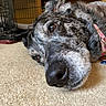 dog, close_up, indoor, carpet, resting, crate, pet, canine, collar, fur, snout, brown, black, white, animal, relaxation, laying, portrait, domestic, companion