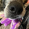 dog, nose, close_up, fur, whiskers, blanket, purple, pink, texture, snout, pet, animal, cozy, soft, detail, muzzle, indoor, resting, cute, sleepy