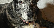 Holly is registered to the contest to win money with this photo: dog, brindle_coat, pet, indoor, blanket, floral_pattern, chair, wooden_furniture, floor, collar, leash, animal, canine, ears, eyes, portrait, resting, comfort, furniture, home