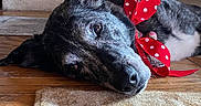 Holly joined the competition — help win amazing prizes! animal, brindle_coat, close_up, companion, cute, decorative, dog, domestic, ears, fur, indoor, lying_down, pet, polka_dot, red_ribbon, relaxed, rug, sleepy, snout, wooden_floor