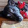 dog, brindle_coat, red_ribbon, polka_dot, lying_down, wooden_floor, rug, indoor, pet, relaxed, sleepy, close_up, animal, domestic, cute, companion, fur, snout, ears, decorative