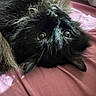 Jasper is registered to the contest to win money with this photo: cat, black_cat, upside_down, fur, whiskers, eyes, pet, indoor, pink_surface, close_up, cute, animal, mammal, resting, soft_light, curious, feline, portrait, domestic_animal, fluffy