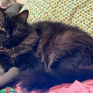 Jasper joined the competition — help win amazing prizes! cat, black_cat, pet, furry, animal, indoor, blanket, pillow, pattern, polka_dot, cozy, resting, fur, cute, relaxed, domestic, sleepy, comfortable, soft, home