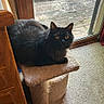 Jasper joined the competition — help win amazing prizes! black_cat, cat, pets, indoor, carpet, cat_perch, wooden_furniture, glass_door, deck, amber_eyes, feline, curious, domestic_cat, window, natural_light, relaxed, household, cozy, animal, furry