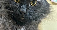 Jasper is registered to the contest to win money with this photo: cat, black_cat, fluffy, close_up, yellow_eyes, pet, animal, feline, whiskers, ears, fur, indoor, portrait, domestic_cat, looking_at_camera, cute, mammal, face, alert, soft_light