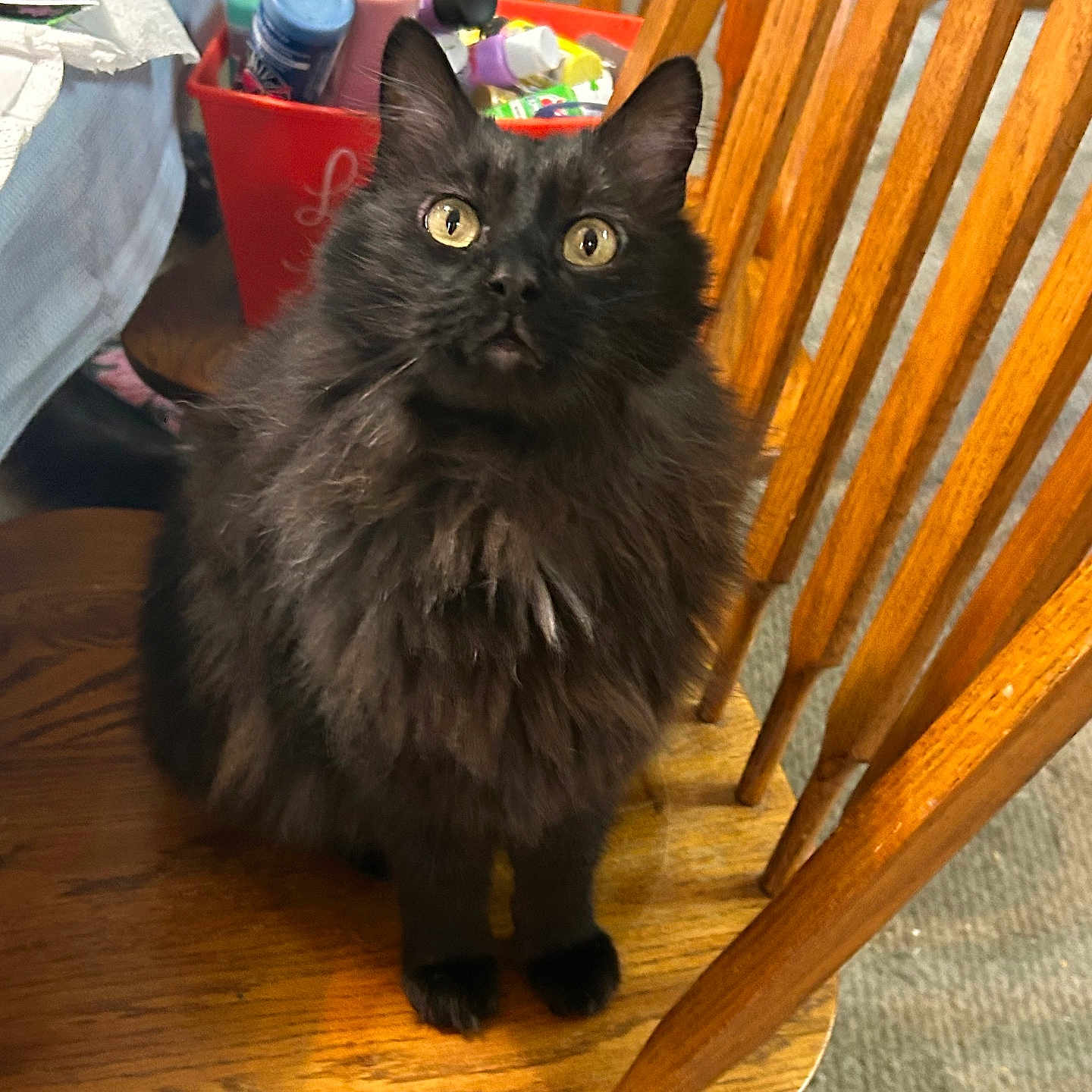Jasper joined the competition — help win amazing prizes! cat, black_cat, fluffy, pet, indoor, wooden_chair, curious, animal, feline, household, domestic, fur, sitting, looking_up, eyes, ears, wood, table, container, carpet