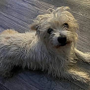 Marley Brake joined the competition — help win amazing prizes! dog, white_dog, fluffy, scruffy, pet, animal, indoor, wooden_floor, laying_down, fur, cute, companion, canine, domestic_animal, looking_up, relaxed, tousled, small_dog, curious, friendly