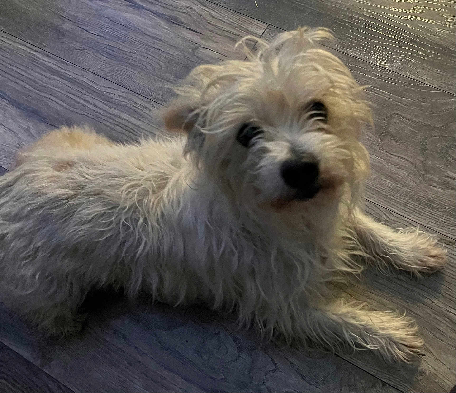 Marley Brake joined the competition — help win amazing prizes! dog, white_dog, fluffy, scruffy, pet, animal, indoor, wooden_floor, laying_down, fur, cute, companion, canine, domestic_animal, looking_up, relaxed, tousled, small_dog, curious, friendly