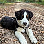 animal, black_and_white, brown, canine, close_up, collar, cute, daylight, dog, forest, fur, ground, laying_down, leaves, nature, outdoor, path, pet, puppy, young