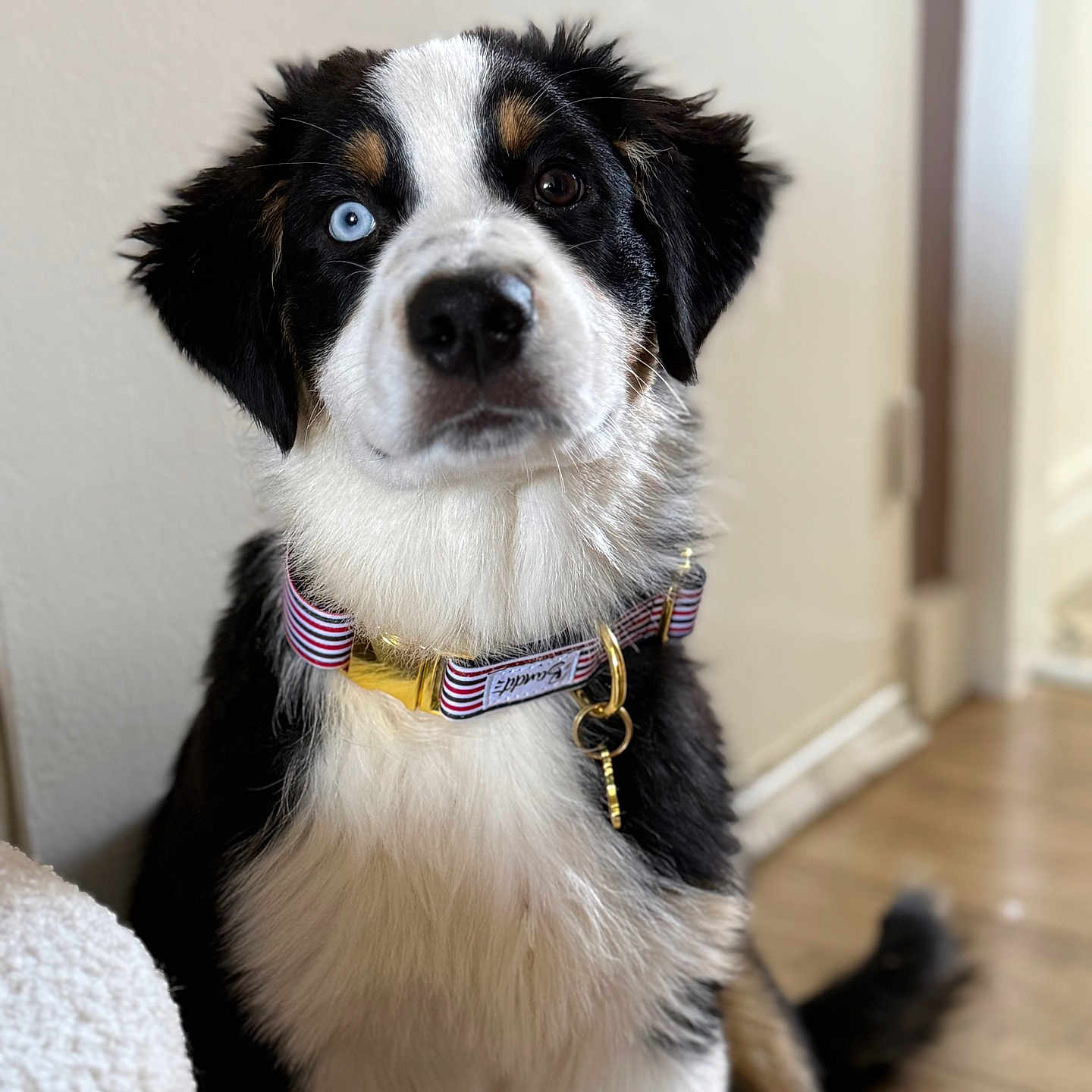 Altero a rejoint le concours — aidez-le/la à gagner de superbes lots ! animal, blue_eye, brown_eye, canine, collar, cute, dog, domestic, floor, fur, heterochromia, house, indoor, looking, pet, portrait, puppy, sitting, wall, young