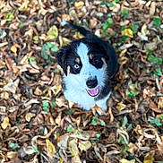 Altero a rejoint le concours — aidez-le/la à gagner de superbes lots ! animal, autumn, black_and_white, close_up, cute, dog, fall_leaves, fur, happy, heterochromia, leaf_litter, looking_up, nature, outdoor, pet, playful, puppy, smiling, tongue_out, young_dog