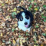 animal, autumn, black_and_white, close_up, cute, dog, fall_leaves, fur, happy, heterochromia, leaf_litter, looking_up, nature, outdoor, pet, playful, puppy, smiling, tongue_out, young_dog