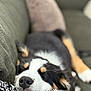 Altero participe au concours pour gagner de l'argent avec cette photo : animal, black_and_white, blanket, blurred_background, close_up, comfort, couch, cozy, dog, domestic_animal, fur, indoor, nose, pet, relaxation, resting, sleeping, snout, soft_texture, tan_markings