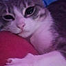 Momo is registered to the contest to win money with this photo: animal, bed, blanket, cat, close_up, comfort, cozy, cute, face, feline, gray_fur, indoor, paw, pet, purple_tint, relaxed, resting, sleepy, soft_lighting, white_paw