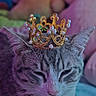 Momo is registered to the contest to win money with this photo: accessory, animal, blurred_background, cat, closeup, crown, cute, decorative, ears, feline, fur, gray_cat, indoor, majestic, pearl, pet, portrait, sleepy, soft_lighting, whiskers