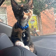 Willow is registered to the contest to win money with this photo: kitten, cat, pet, blue_collar, bell, car_interior, raindrops, window, rain, curious, closeup, whiskers, paws, seat, dashboard, animal, feline, domestic_cat, young, cute