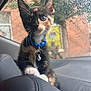 kitten, cat, pet, blue_collar, bell, car_interior, raindrops, window, rain, curious, closeup, whiskers, paws, seat, dashboard, animal, feline, domestic_cat, young, cute