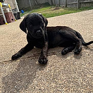 Daisy is registered to the contest to win money with this photo: adorable, animal, backyard, black_dog, canine, concrete, curious, daylight, dog, fence, grass, house, laying_down, outdoor, patio, pet, puppy, small_dog, sunlight, young_dog