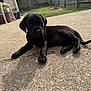 adorable, animal, backyard, black_dog, canine, concrete, curious, daylight, dog, fence, grass, house, laying_down, outdoor, patio, pet, puppy, small_dog, sunlight, young_dog