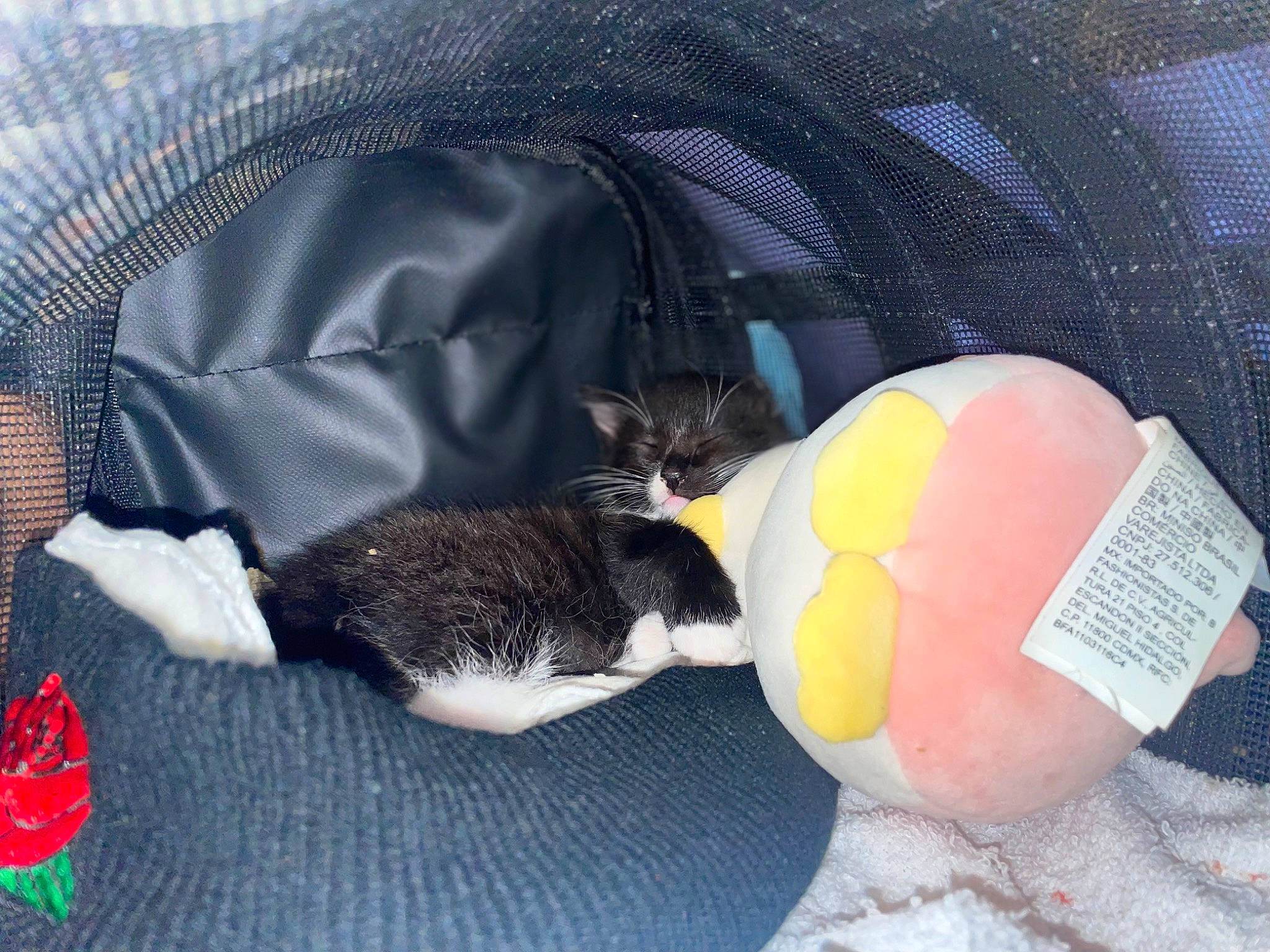 Jazz is registered to the contest to win money with this photo: bag, carmine, carnivore, cat, cat_bed, cat_supply, comfort, domestic_short_haired_cat, felidae, fur, grey, lap, linens, luggage_and_bags, nap, pet_supply, small_to_medium_sized_cats, tail, textile, whiskers