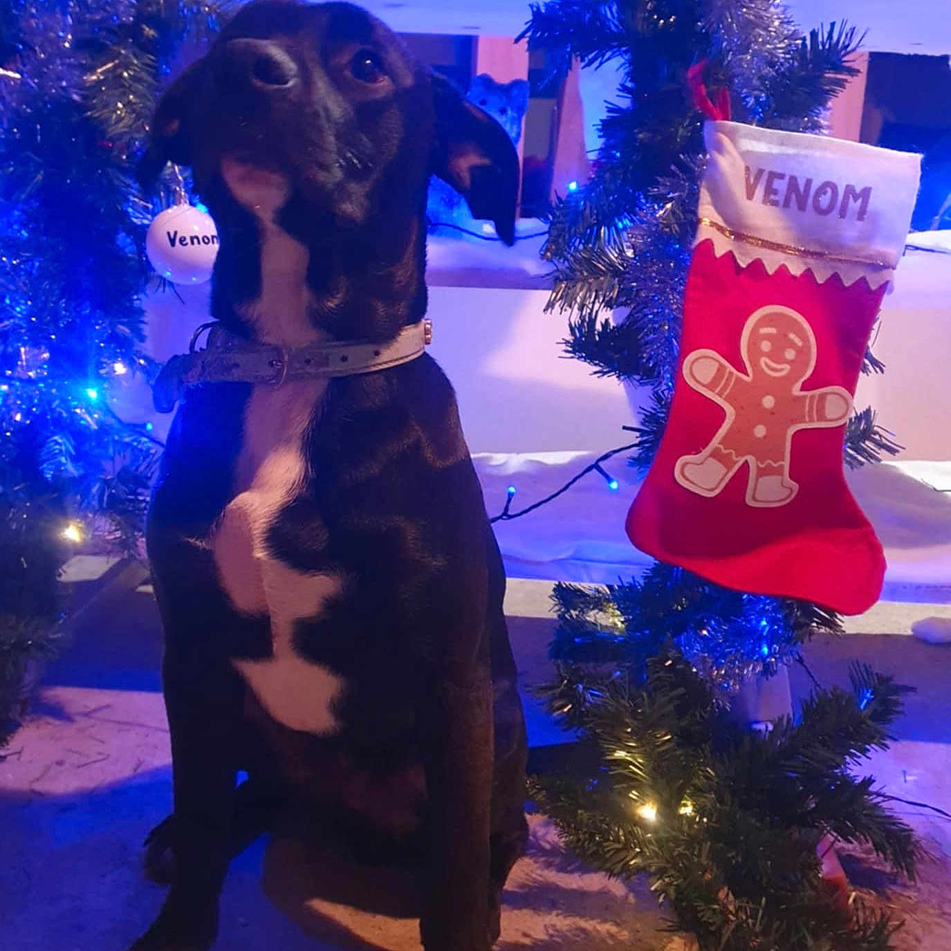 Venom a rejoint le concours — aidez-le/la à gagner de superbes lots ! animal, black_dog, blue_lights, christmas_stocking, christmas_tree, collar, cute, decorations, dog, festive, floor, gingerbread_man, holiday_decor, indoor, night, ornament, pet, sitting, tinsel, white_chest