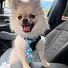 Rocket joined the competition — help win amazing prizes! dog, pomeranian, pet, animal, car_interior, seat, tie, happy, tongue_out, fluffy, small_dog, cute, portrait, leather_seat, window, daylight, close_up, playful, smiling, domestic_animal