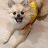 Rocket joined the competition — help win amazing prizes! dog, pomeranian, pet, smiling, happy, fur, yellow_shirt, animal, cute, indoor, floor, small_dog, tongue_out, lying_down, playful, domestic_animal, canine, friendly, adorable, fluffy