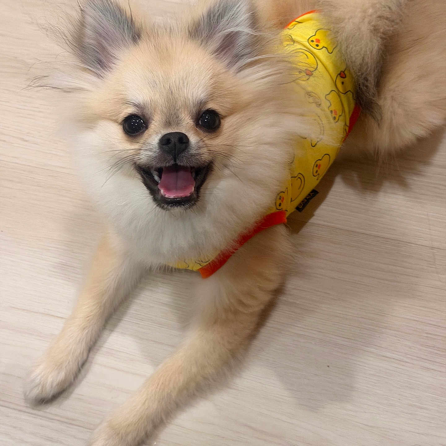 Rocket