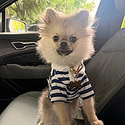 Rocket is registered to the contest to win money with this photo: dog, pomeranian, pet, car_interior, seat, dog_clothing, striped_shirt, dog_tag, cute, fluffy, small_dog, window, greenery, sunlight, leather_seat, collar, accessory, indoor, animal, portrait