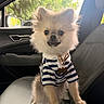 dog, pomeranian, pet, car_interior, seat, dog_clothing, striped_shirt, dog_tag, cute, fluffy, small_dog, window, greenery, sunlight, leather_seat, collar, accessory, indoor, animal, portrait