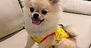 Rocket joined the competition — help win amazing prizes! dog, small_dog, fluffy, puppy, sitting, yellow_outfit, indoor, couch, pet, cute, tongue_out, ears_up, happy, smiling, fur, domestic_animal, living_room, blanket, wall, fabric