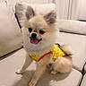 dog, small_dog, fluffy, puppy, sitting, yellow_outfit, indoor, couch, pet, cute, tongue_out, ears_up, happy, smiling, fur, domestic_animal, living_room, blanket, wall, fabric