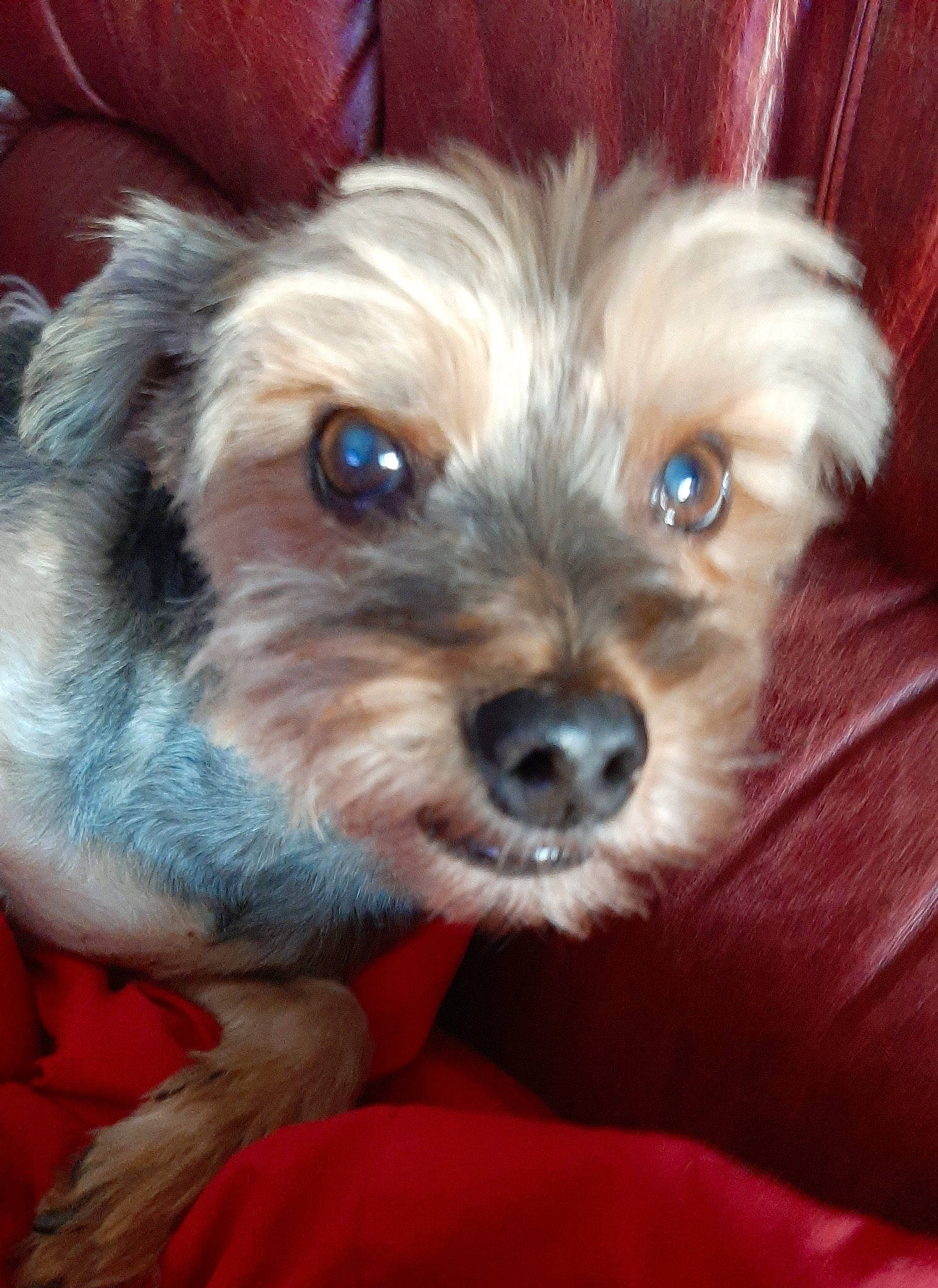 Diego participe au concours pour gagner de l'argent avec cette photo : biewer_terrier, canidae, carnivore, companion_dog, dog, dog_breed, dog_supply, fawn, fur, liver, maltepoo, puppy_love, small_terrier, snout, sporting_group, terrier, toy_dog, whiskers, working_animal, yorkipoo