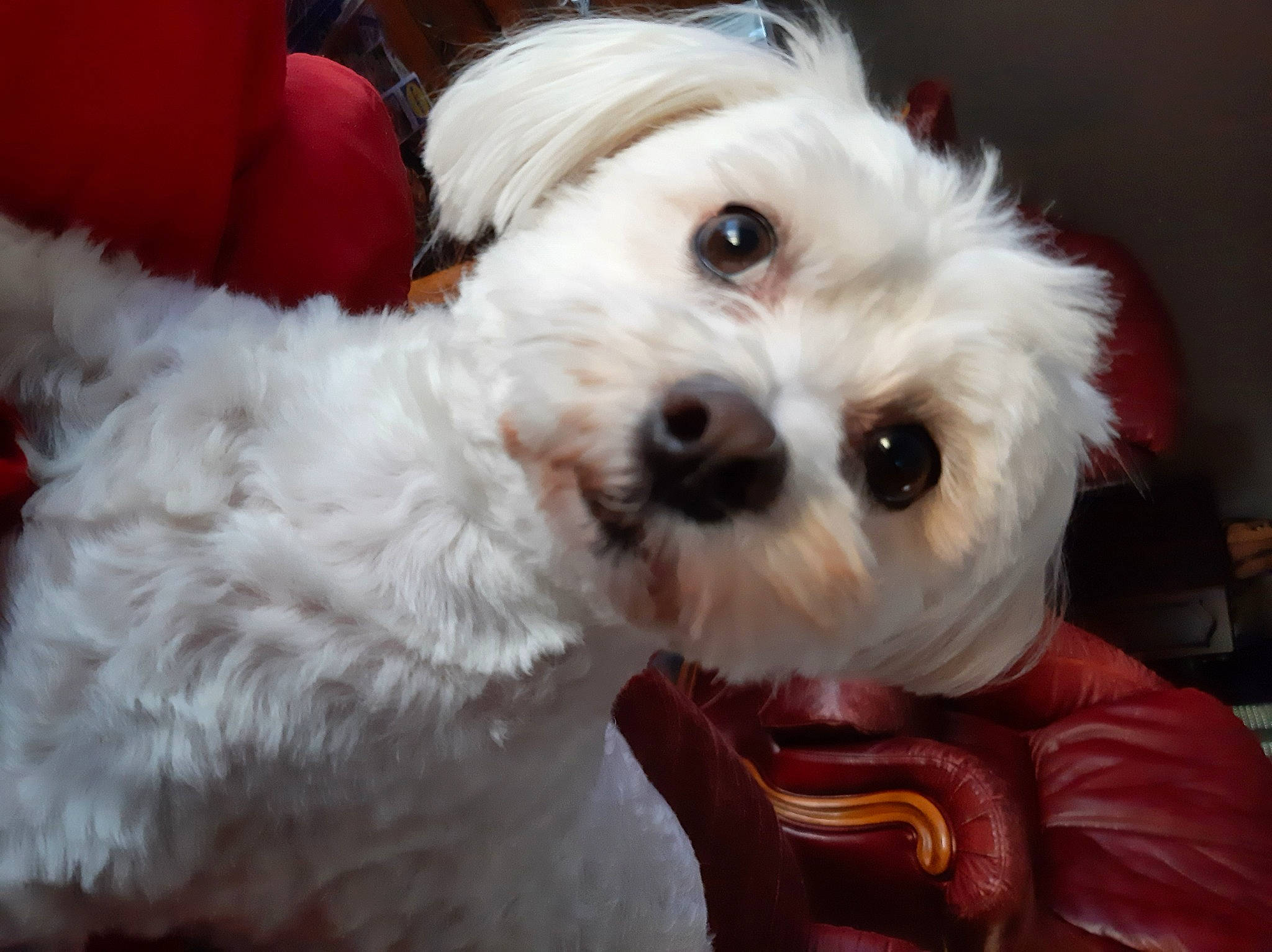 Jax participe au concours pour gagner de l'argent avec cette photo : canidae, carnivore, collar, companion_dog, dog, dog_breed, dog_collar, eye, fur, head, maltepoo, plant, shih_poo, small_terrier, snout, sporting_group, terrier, toy_dog, water_dog, working_animal