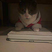 Gizmo participe au concours pour gagner de l'argent avec cette photo : animal, cat, costume, cozy, cute, domestic, feline, floor, furniture, indoor, looking_down, low_light, paws, pet, red_clothing, resting, scale, shadow, whiskers, white_fur